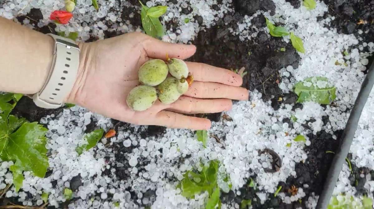 Mersin Erdemli'de dolu yağışı etkili oldu