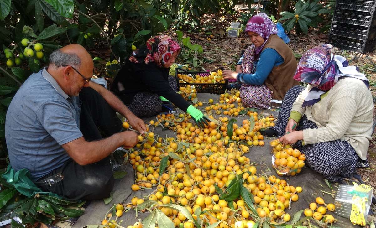 Sıcaklar etkiledi yenidünyada hasat erken başladı