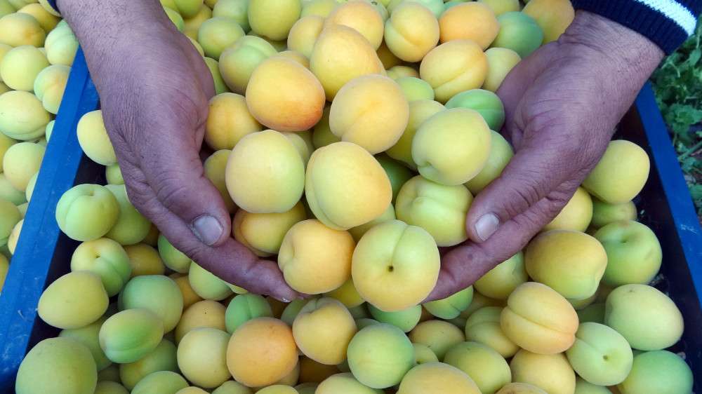 Turfanda kayısı çıktı