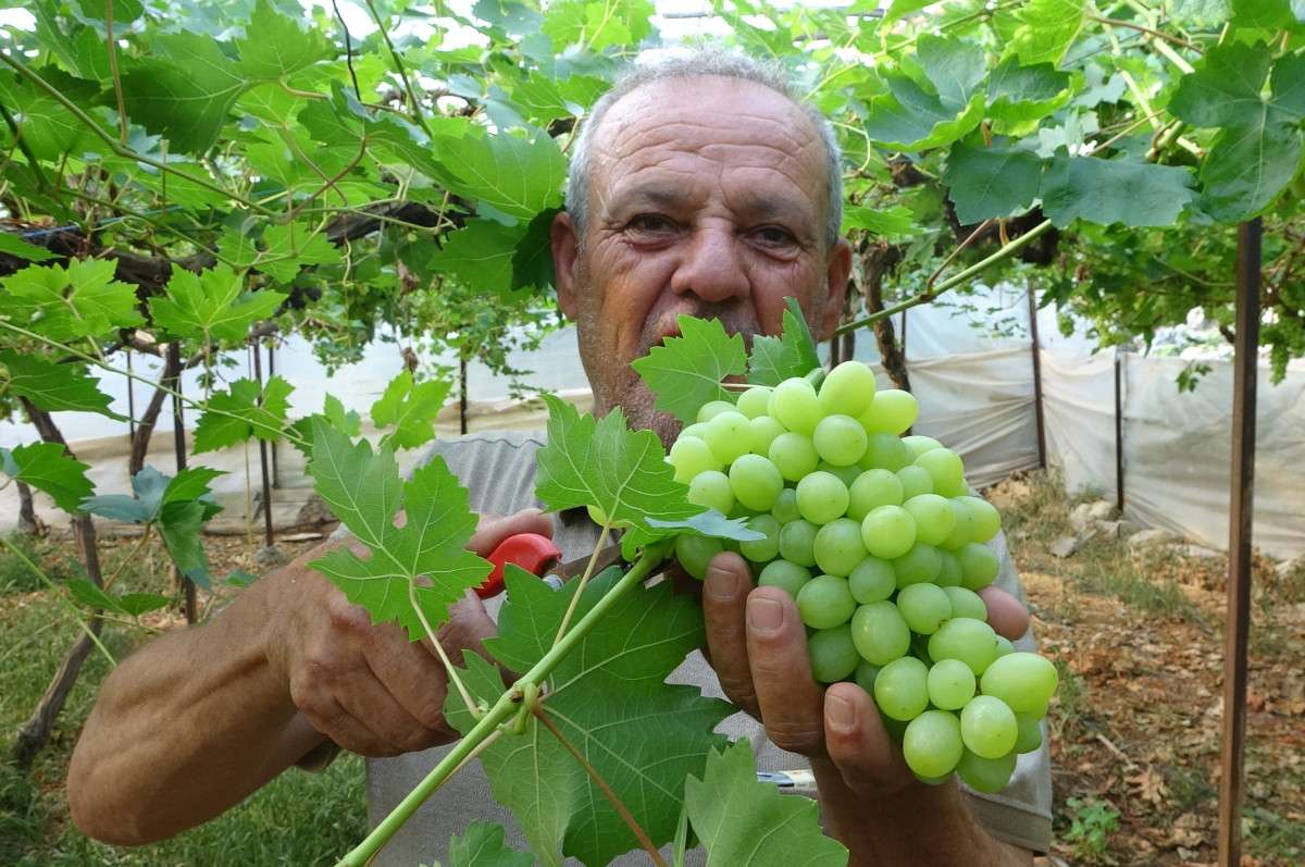 Turfanda üzüm hasadı başladı