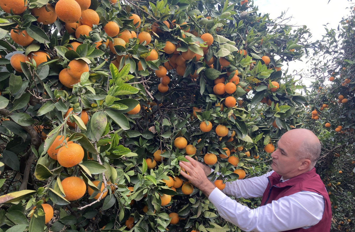 Türkiye'nin portakal üretiminin yüzde 50'sini Doğu Akdeniz karşılıyor